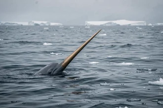 Narval émergeant de l'eau arctique avec sa longue corne spiralée, entouré de glaces flottantes