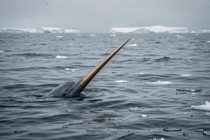Narval émergeant de l'eau arctique avec sa longue corne spiralée, entouré de glaces flottantes